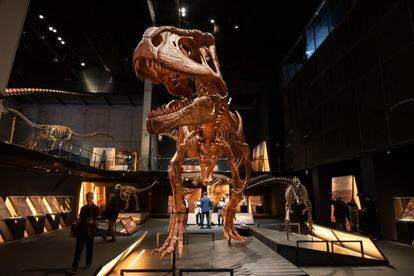 Imagen de un dinosaurio carnívoro en la exposición 'Dinosaurios de la Patagonia', en CosmoCaixa.