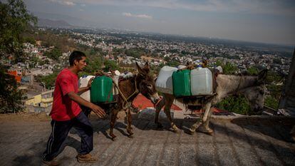 Un hombre utiliza burros para transportar galones de agua.