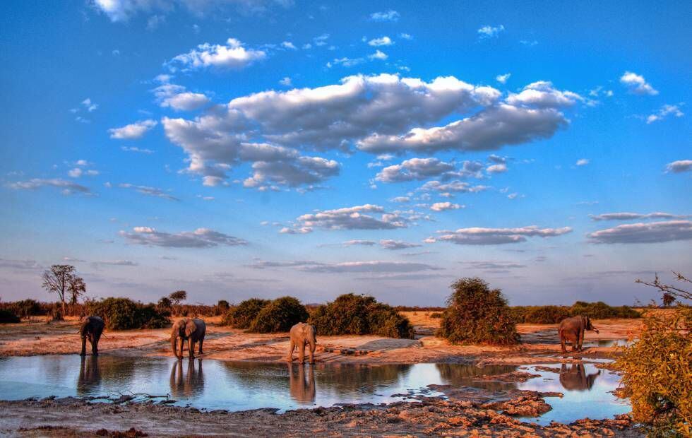 Elefantes en Botsuana.