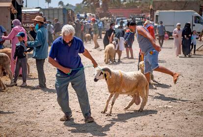 Compra de corderos el domingo 26 de julio en la ciudad costera de Sjirat (20 kilómetros al sur de Rabat), con motivo de la Fiesta del Sacrificio, que se celebró el 31 de julio.