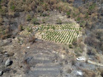 El incendio forestal de Cadalso de los Vidrios y Cenicientos del pasado 28 de junio dañó una de las principales zonas vinícolas de la región, cuyos dueños temen que los caldos pierdan su prestigio emergente