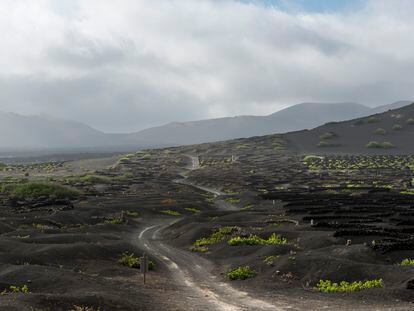 Viñas en el suelo volcánico en la isla de Lanzarote.
