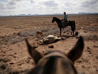 Un agricultor observa el cadáver de su ganado en el rancho de Santa Bárbara, un área afectada por la sequía cerca de Camargo, en el estado de Chihuahua, México.