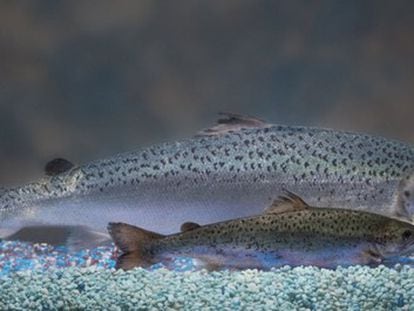 Comparación del tamaño de un salmón atlántico en el que se ha manipulado el gen de la hormona del crecimiento con otro normal de su misma edad.