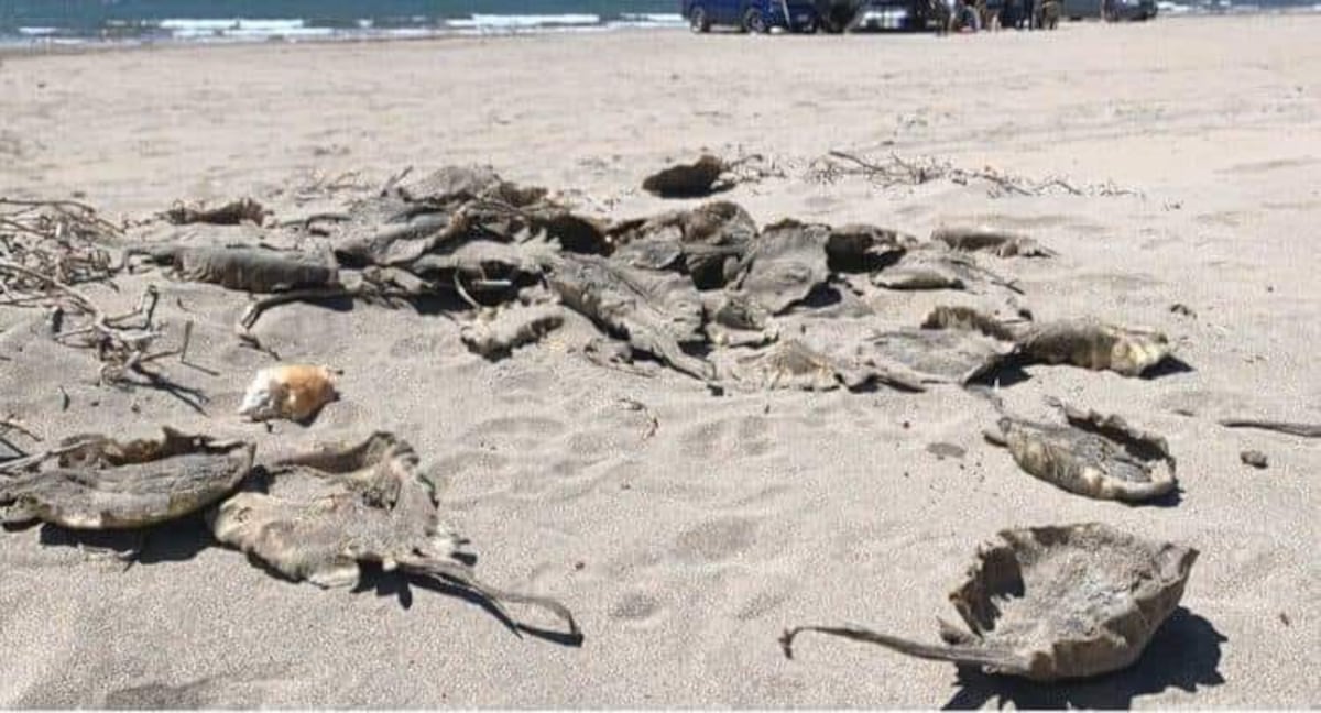 Decenas de mantarrayas encontradas muertas en playas de Huatabampo después de que funcionarios locales les quitaran los aguijones