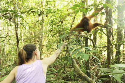 Esther, a tourist from Barcelona, ​​feeds a baby Bornean orangutan in the Tanjung Puting National Park (Borneo, Indonesia).
