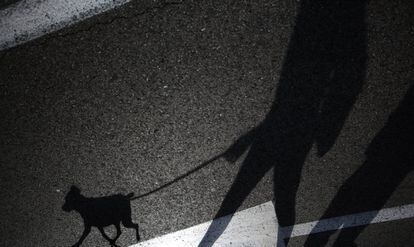 La sombra de un perro y su dueño durante la carrera solidaria Perrotón, en septiembre de 2019.