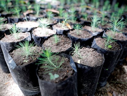 Pinos que serán usados para reforestar una zona de amortiguamiento de un bosque en Tegucigalpa (Honduras).