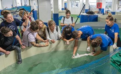 Extraction of blood from an alitan shark at the Valencia Oceanographic, in one of the congress activities.