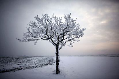 El hielo cubre las ramas de un árbol a un lado de la carretera cerca de Gemuend (Alemania).