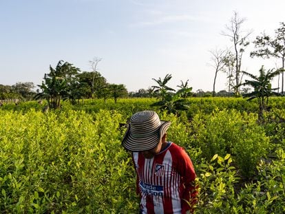 Un niño campesino camina a través de un cultivo de coca en Nueva Colombia, en el departamento de Meta, el 21 de enero de 2023.