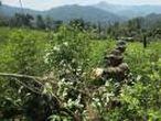 Colombia batió el año pasado su récord de cultivo de coca