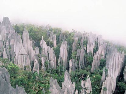 Panorámica de los Pináculos, las formaciones rocosas de hasta 45 m que emergen de la selva en el Parque Nacional de Gunung Mulu, en Borneo.