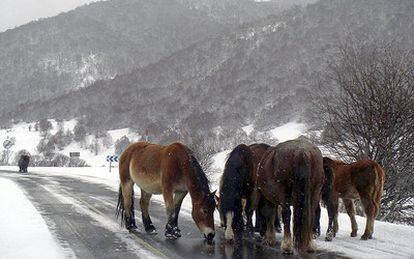 Un grupo de caballos bajo la nieve en la provincia de León