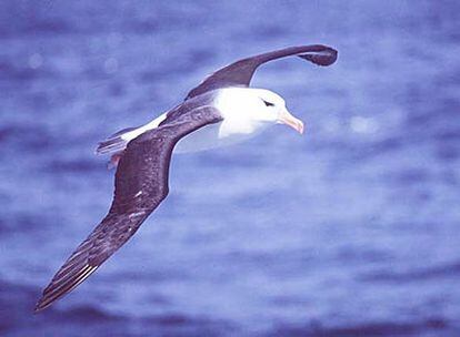 Un albatros de la misma variedad que Albert