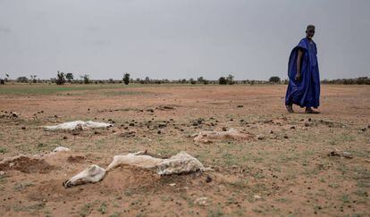 Animales muertos a causa de la sequía en Senegal. 
 
 