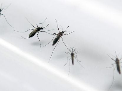 Mosquitos transmisores del chikungunya, en un laboratorio.