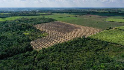 The sugarcane zone is the area of ​​greatest deforestation in the Mexican Caribbean. 