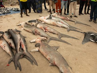 Varias especies de tiburón en una playa de Songolo, en Pointe-Noire (República del Congo).
