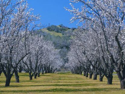 Almendros en California.