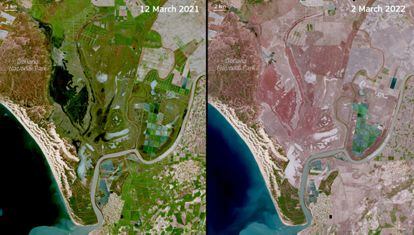 Imágenes de satélite del 12 de marzo de 2021 (izquierda) y el 2 de marzo de 2022 (derecha) del parque de Doñana, en Huelva. La imagen de la izquierda muestra la vegetación en plena floración mientras que un año después la misma zona está falta de agua y de vegetación por la sequía.