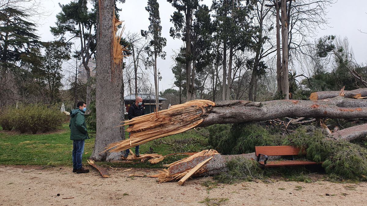 Las heridas de El Retiro por 'Filomena': dos de cada tres árboles están  dañados | Madrid | EL PAÍS