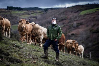 Fermín Fernández, vecino de Lamas (Cervantes), con algunas de sus vacas, alimentadas al aire libre en las montañas de Os Ancares.