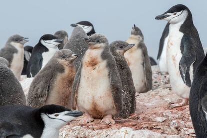 Pingüinos y sus crías.