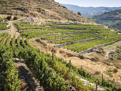 En la página anterior, viñasde la variedad godello, en Valdeorras (Ourense).