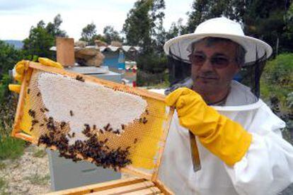 Un apicultor muestra la disminuida cantidad de abejas de sus colmenas.