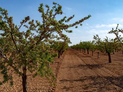 Una plantación de pistacheros