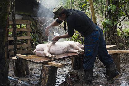 Un guerrillero se prepara para cocinar una lechona, un plato típico colombiano. El cerdo es uno de la veintena que crían en el propio campamento.