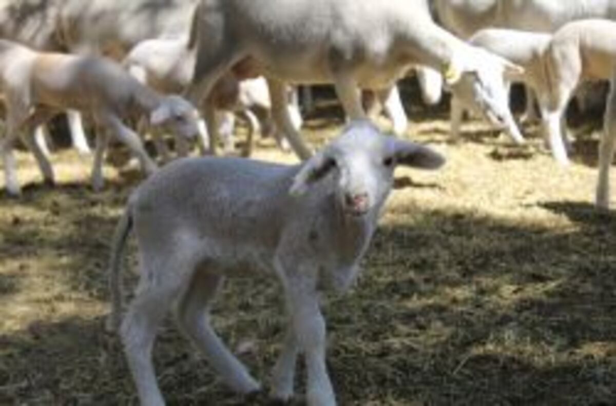 ganadería El último refugio del ganadero trashumante El último refugio
