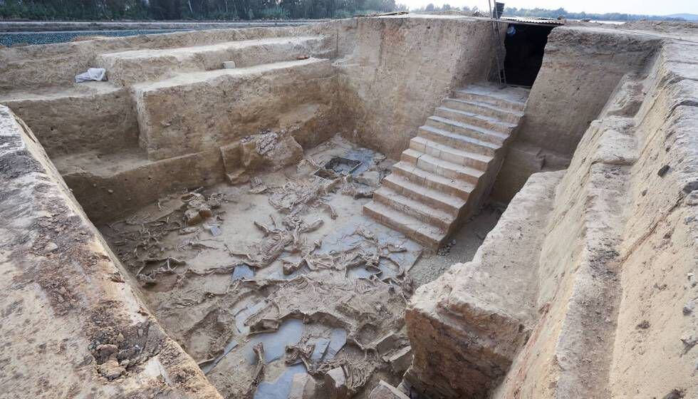 Imagen de archivo de dos de las joyas desenterradas hasta ahora en el Turuñuelo de Guareña: la escalera monumental y los restos del sacrificio de más de medio centenar de animales. 