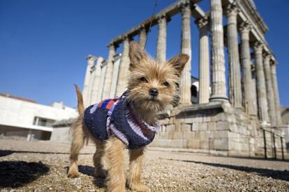 Un perrito en el Templo de Diana de Mérida.