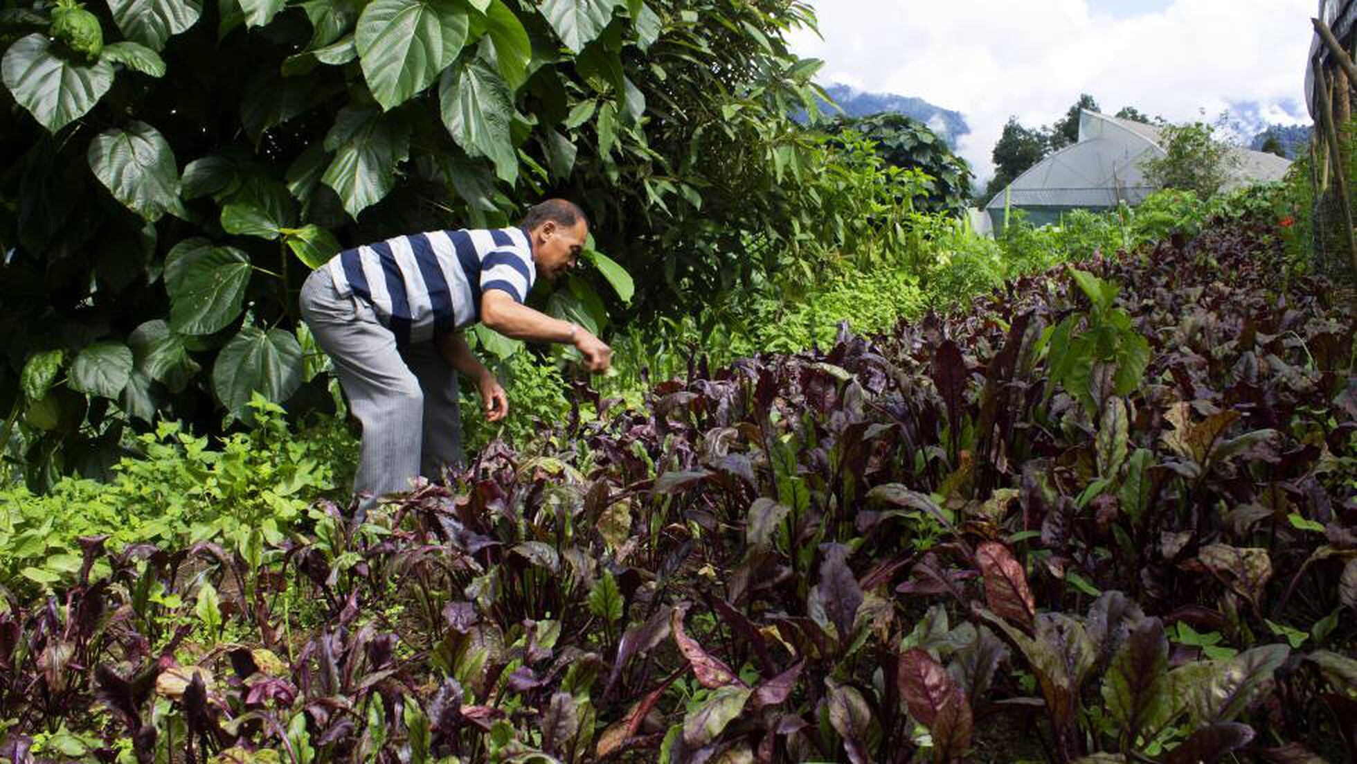 Agricultura ecología: Sikkim: el paraíso orgánico de la India | Planeta  Futuro | EL PAÍS