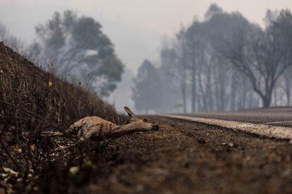 Un ciervo yace en una carretera de Yreka (California), víctima de un devastador incendio bautizado como 'McKinney'.
