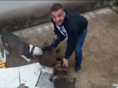 Un hombre azuza a dos perros contra un jabalí en Valencia.