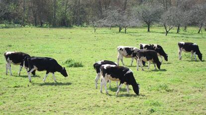 Vacas en una explotación ganadera asturiana el 12 de febrero de 2020.