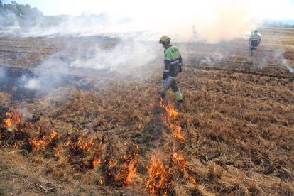 El grupo de prevenci&oacute;n de incendios forestales quema el arrozal de Palau-sator. 