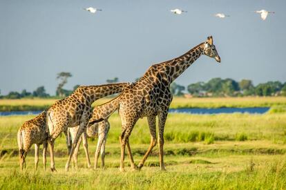 Jirafas en el parque nacional de Chobe.