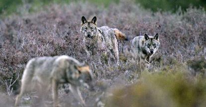 Lobos ibéricos en la sierra de La Culebra (Zamora).