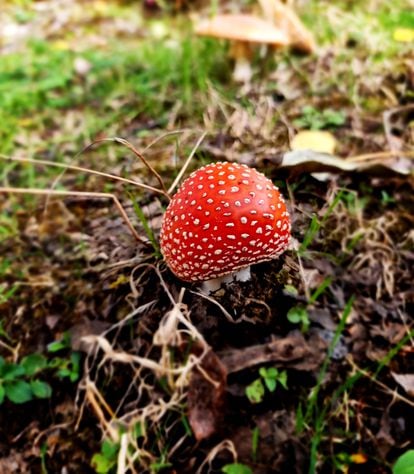 Una 'Amanita muscaria', una seta muy tóxica, en la sierra del Rincón.