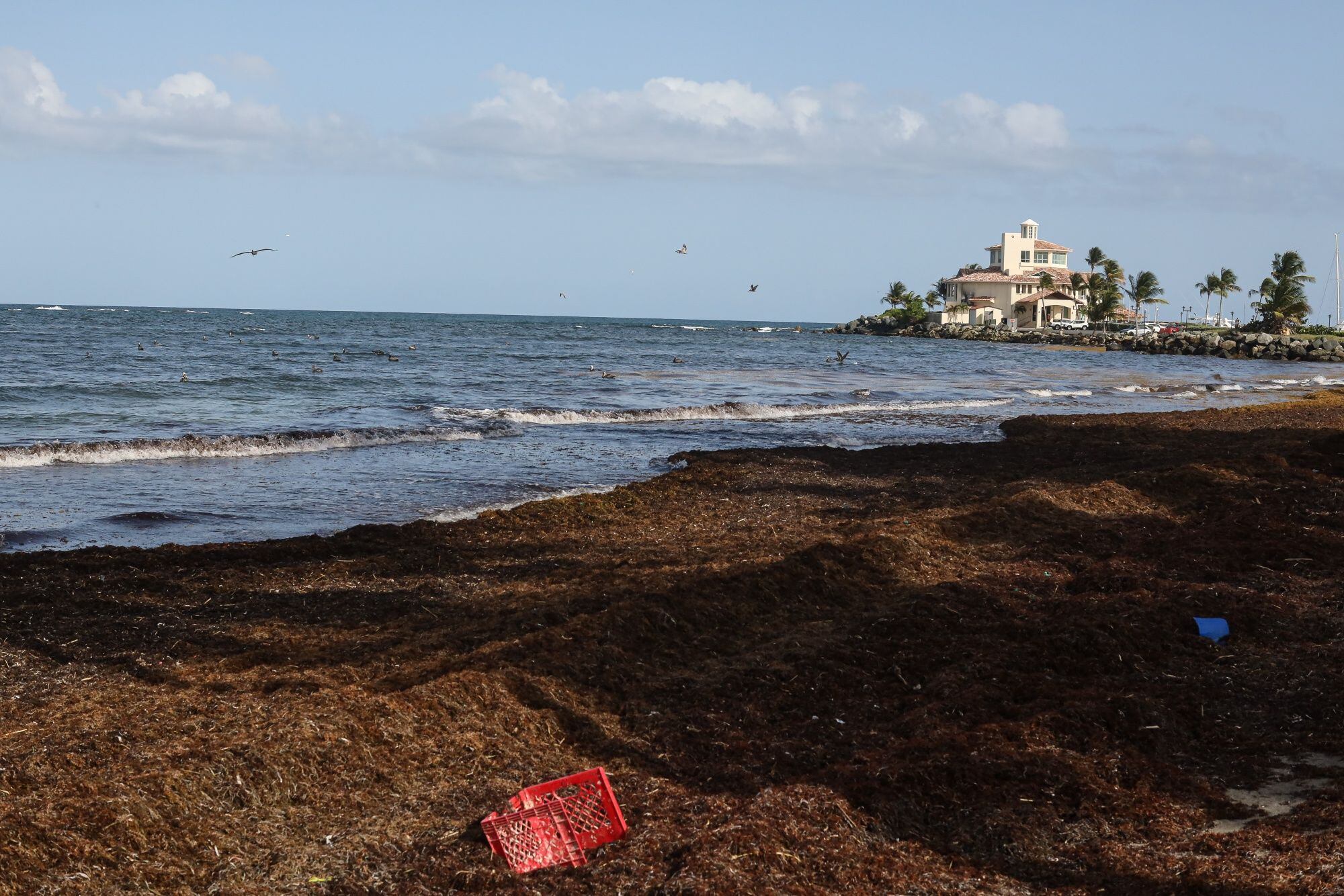 Un manto de sargazo recolectado en la playa de Yabucoa, en Puerto Rico, el 12 de agosto.