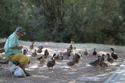 Un hombre alimenta a los patos en el parque de Polvoranca.
