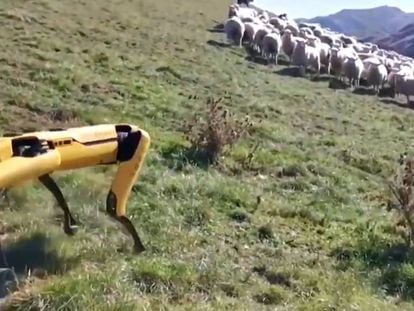 Un robot Spot frente a un rebaño de ovejas. En vídeo, una compañía neozelandesa desarrolla estos robots para que realicen labores en el campo.