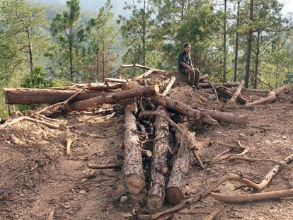 Los tolupanes llevan años denunciando la tala indiscriminada de sus bosques de pino.