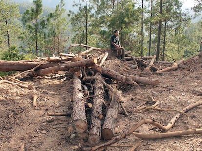 Los tolupanes llevan años denunciando la tala indiscriminada de sus bosques de pino.