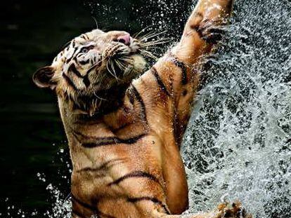 Un tigre intenta cazar en Ragunan (Indonesia).