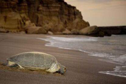 Una tortuga verde en Ras al-Jinz.